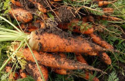 Как выращивать морковь: 4 правила, о которых стоит помнить