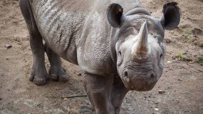 Шведские генетики секвенировали геном суматранских носорогов