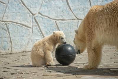 В ростовском зоопарке определили пол белого медвежонка