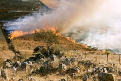 На территории ЛНР выгорело примерно 13 га сухостоя