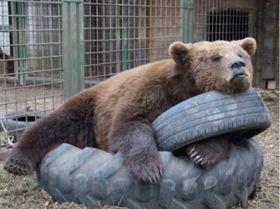 Медведь проснулся в Мурманской области и начал "танцевать"