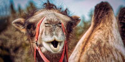 Верблюд возит книги деревенским детям в Пакистане