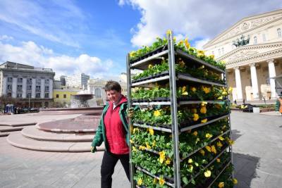Около четырех миллионов виол высадят на клумбах Москвы