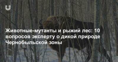Животные-мутанты и рыжий лес: 10 вопросов эксперту о дикой природе Чернобыльской зоны
