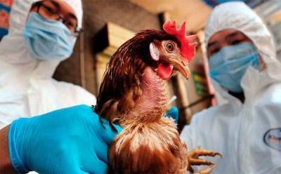М. Сташкявичюс: из-за птичьего гриппа может остановиться экспорт мяса птицы