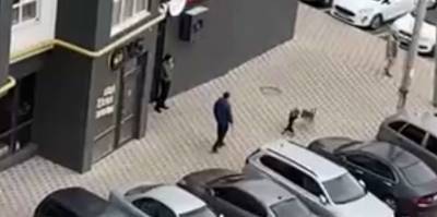 В Ирпене в Киевской области мужчина натравил пса на бродячую собаку - видео - ТЕЛЕГРАФ