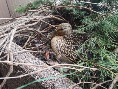 «Удивительное рядом»: в Петербурге утка свила гнездо в клумбе и высиживает в ней яйца — фото