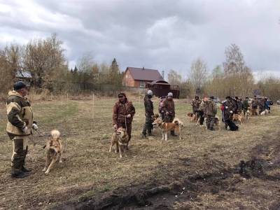 Выставка охотничьих собак прошла в Димитровграде
