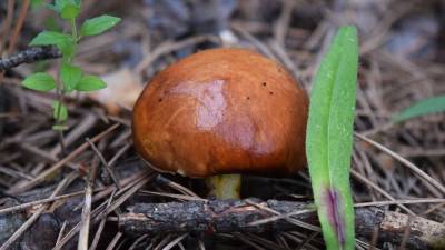 Жителям Подмосковья объяснили, где лучше всего собирать грибы весной