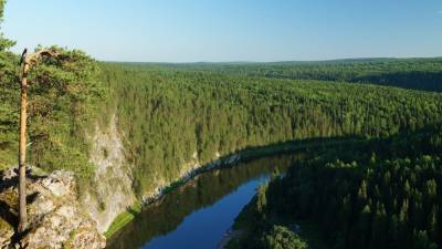 Россия может стать углеродно нейтральной страной за счет леса