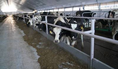 Аграрии Башкирии за четыре месяца 2021 года произвели 233 тыс тонн молока