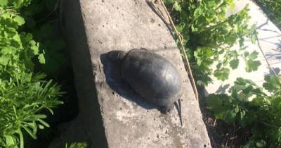 Черепахи массово вымирают из-за экологической катастрофы на озере в Днепре (фото)