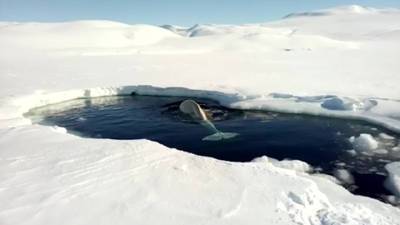 Новости на "России 24". На Чукотке из ледового плена спасают двадцать белух