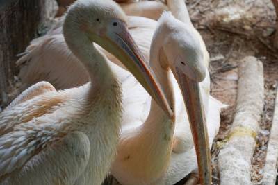 Редкие кудрявые пеликаны появились на свет в Московском зоопарке