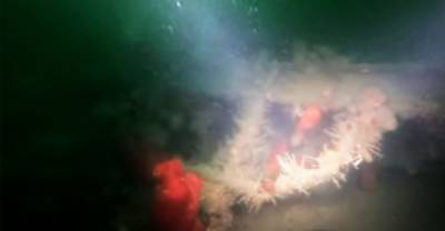У берегов Сахалина дайверы искали самолёты, а нашли огромное судно — видео