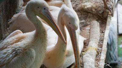 В Московском зоопарке появились на свет редкие кудрявые пеликаны