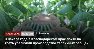 C начала года в Краснодарском крае почти на треть увеличили производство тепличных овощей