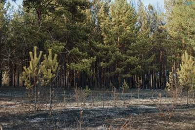 Дождливая погода помогла потушить все лесные пожары в Забайкалье