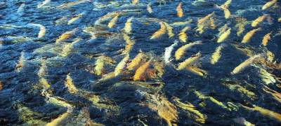 Ученые Карелии считают, что рыбоводство на озере Унус «его фактически уничтожит»