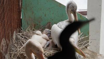 Птенцы кудрявых пеликанов родились в Московском зоопарке