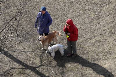 Петербуржцев штрафуют за выгул собак без намордника и поводка