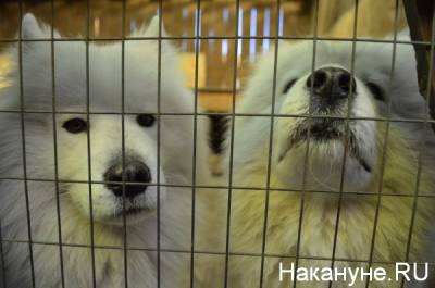 Свердловские зоозащитники объяснили, почему никто не хочет ловить бездомных псов