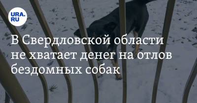 В Свердловской области не хватает денег на отлов бездомных собак