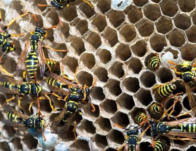 Пчеловоды Висбадена установили специальную телефонную линию для спасения пчёл