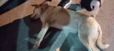 Водитель в Петрозаводске сбил собаку и бросил умирать (ВИДЕО 18+)