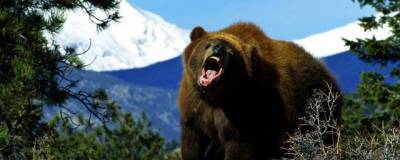 Двух медведей пришлось застрелить в Кузбассе