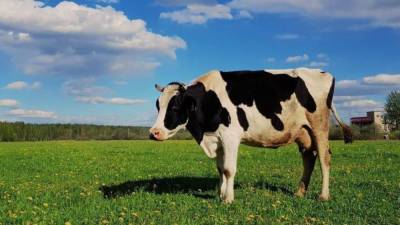 Посол Швейцарии в России рассказала о талисмане в виде коровы