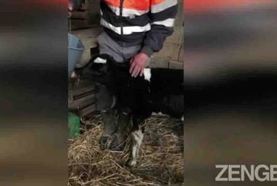 В Северной Македонии родился двухголовый теленок. Он ходит и умеет пить обоими ртами