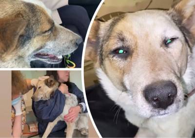 В Уфе собаке Даше восстановят зрение после того, как живодер выколол ей глаза