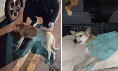 В Петрозаводске водитель сбил собаку и бросил ее умирать (18+)