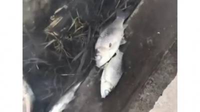 В Пензе назвали причину массовой гибели рыбы в пруду у больницы № 6