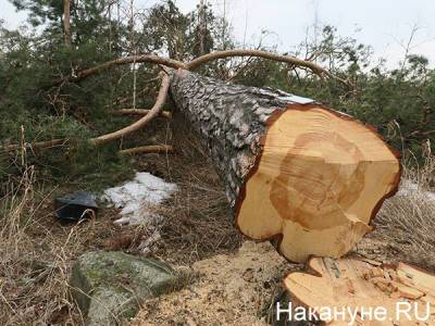 Прокуратура проводит проверку из-за вырубки деревьев в Челябинске