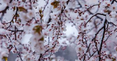 Снег на огородах и цвету деревьев: как это повлияет на будущий урожай овощей и фруктов