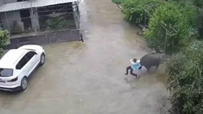 Нападение разъяренного быка на мальчика попало на видео