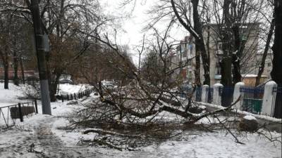 В Тульской области ветер и снег повалили более 70 деревьев