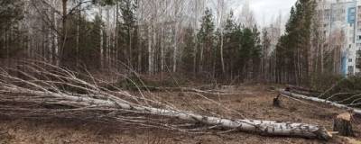 Прокуратура расследует факт вырубки деревьев в Челябинске