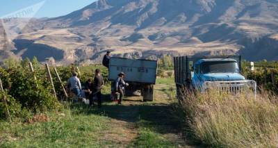 Урожай каждую неделю: сельхозинститут Армении будет выращивать ячмень по новой технологии