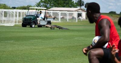 Крокодил устроил переполох, заявившись на тренировку клуба американской MLS (видео)