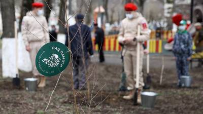 Участники акции «Сад памяти» высадили уже 15 миллионов деревьев