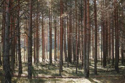 Жителя Стругокрасненского района накажут за незаконную вырубку леса