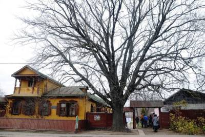 Рязанский дуб Пожалостина претендует на звание "Российское дерево года"