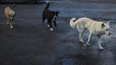Стая бездомных собак напала на ребенка в Воронеже
