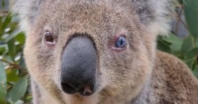 Коала Тухи с глазами разного цвета из Австралии стала звездой Сети (видео)
