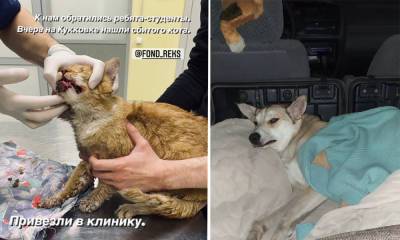 В ГИБДД рассказали, какое наказание грозит живодерам, сбившим собаку и кота в Петрозаводске
