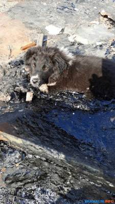 В Южно-Сахалинске спасают собаку, утонувшую в расплавленном гудроне