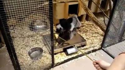 Видео из Сети. В Московском зоопарке филиппинская крыса прошла первое взвешивание